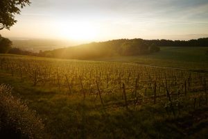Wo Wein in einer Metropolregion wächst